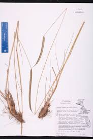 Image result for Ctenium