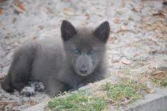 71 Dogs Ideas Dogs Puppies Dog Breeds