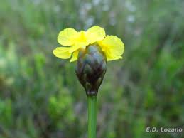 Image result for Xyridaceae