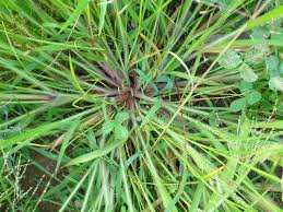 Image result for Panicum brevifolium