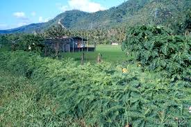 Image result for Craibia grandiflora