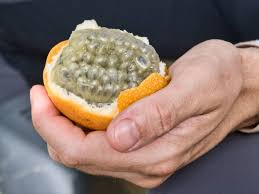 Image result for Passiflora ligularis