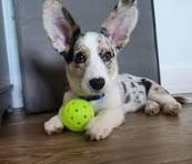 Biggie, a blue merle cardigan corgi, brings joy to the ...