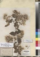 Image result for Clematis dolichopoda