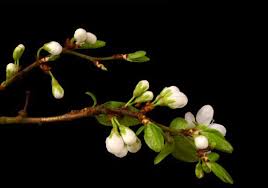 Maybe you would like to learn more about one of these? Beautiful Blooming Flower Gifs Album On Imgur