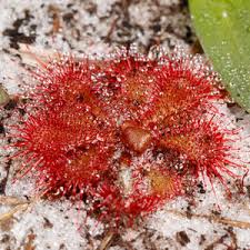 Image result for Xyris capillaris