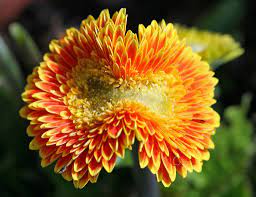 Mutant Gerbera Gerbera Mother Nature Flowers