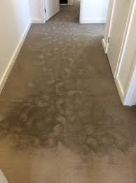 While it only takes a fuzzy wuzzy technician about 20 minutes to clean each room, the drying time can significantly alter a family's busy schedule. Water Damage Carpet Drying Flood Damage Restoration Melbourne Wet Carpet Cleaning