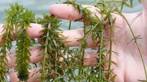 Image result for Hyparrhenia rudis