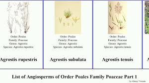 Image result for Andropogon pseudapricus