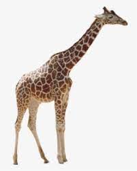 Women's accessories, men's accessories, kids' accessories Real Giraffe Png Peppa Pig Height Meme Transparent Png Kindpng