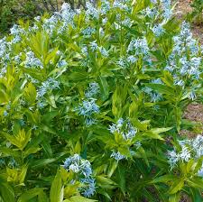 Image result for Tabernaemontana odoratissima