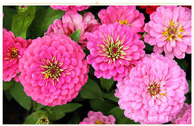 Of a color intermediate between red and white, as of coral or salmon. 26 Types Of Pink Flowers Tips Pictures Proflowers Blog