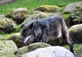Beautiful free photos of animals for your desktop. 500 Besten Wolf Fotos 100 Kostenloser Download Pexels Stock Fotos