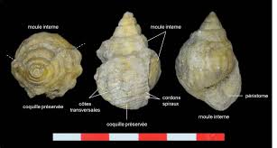 MOLLUSQUES