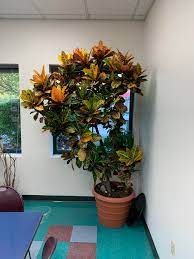 Croton petras are unique house plants that set the bar high: Check Out This Massive Croton In The Lunch Room Of My Office It S At Least 7 Feet Tall Houseplants