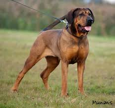 Tosa Inu Cane Tosa Ken Tosa Tōken Japanese Fighting Dog Japanese Mastiff With Images Dog Life Japanese Mastiff Huge Dogs