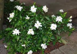 Dwarf Gardenia Gardenias Dwarf Gardenia Gardenia Shrub Gardenia
