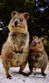Mother Baby Quokka Happy Animals Cute Animals Baby Animals