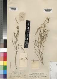 Image result for Melolobium