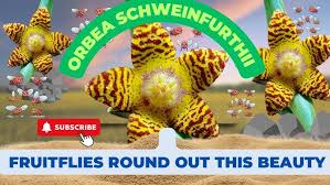 Image result for Orbea schweinfurthii