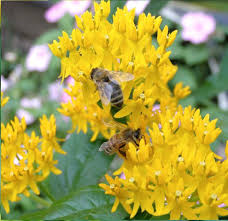 Yellow Milkweed Silky Gold Asclepias Curassavica Asclepias Milkweed Silky