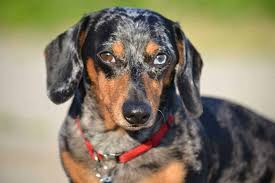 The long hair is most noticeable your article was spot on. Dapple Dachshund Breed Information 15 Things You Should Know Your Dog Advisor