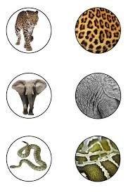 Pin By Gulbeyaz Sacikara On Animals Animal Activities Toddler Arts And Crafts Activities For Autistic Children