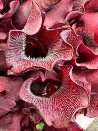 Image result for Sabicea venosa