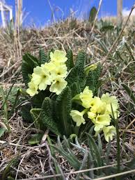 Image result for Primulaceae