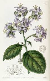 Image result for Wigandia urens