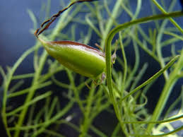 Image result for Rhamphicarpa