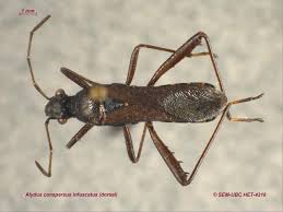 Image result for Kedrostis abdallai