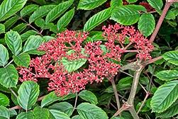 Image result for Leea