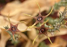 Image result for Orbea lugardii