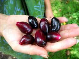 Jamblang leaf trees have a height of up to 20 meters and large leaves up to 10 cm. 10 Khasiat Rahasia Buah Jamblang Duwet Yang Sering Diabaikan Orang