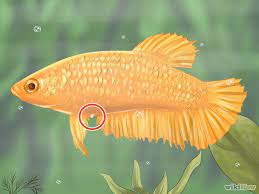 Gestation Period Of A Betta Fish Christening Outfits Baby Boy
