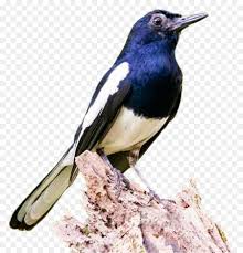 Cara menghilangkan kutu pada burung murai batu bisa anda lakukan dengan air rebusan daun sirih. Bird Cartoon