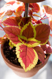 Image result for Coleus rhodesianum