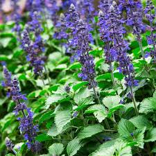 Image result for Salvia