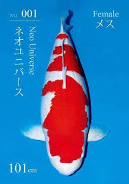 Normal (16% chance), emperor (4% chance). Most Expensive Koi Fish Unveiled Worth Millions Dollars 2020 Koi Fish Koi Fish Colors Koi