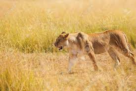 マサイ族マラ国立保護区、ケニアの自然の生息地で美しい若い雌ライオン狩りの側面ビュー肖像画の写真素材・画像素材 Image 67601748
