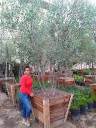 Get free shipping on qualified olive tree fruit plants or buy online pick up in store today in the outdoors department. Fruitless Olive Garden View Nursery