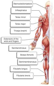 Muscles of the body labeled. Quiz Ch 10 Copy Diagrams Flashcards Quizlet
