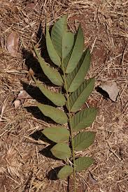 Image result for Centrolobium