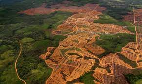 Conoce el concepto de deforestación, sus causas, consecuencias, países más deforestados y las posibles soluciones a este grave conflicto mundial. Deforestacion Causas Y Efectos Que Provoca En El Medio Ambiente Nuestroclima