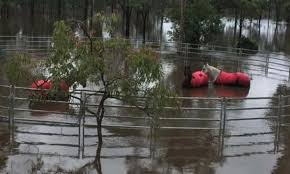 2652 cornwallis ave se, roanoke, va 24014. Weather Tragic Photos Show Horses Stranded In Rising Flood Waters On A Crescent Head Nsw Property Daily Mail Online
