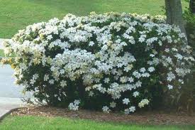 Sono piante perenni, il loro bulbo, anno dopo anno, propone nuovi fiori profumatissimi. S Di Siepe E Sempreverdi Piante Da Vaso E Per Piccoli Giardini