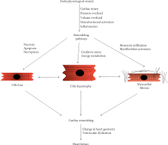 One to the lungs, one to the whole body. A Review Of The Molecular Mechanisms Underlying The Development And Progression Of Cardiac Remodeling