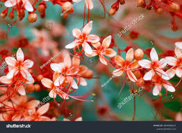 Image result for Clerodendrum pusillum